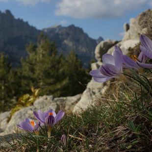 Crocus corsicus